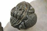 Tower Eyed Erbenochile Trilobite With Three Morocops #254077-5
